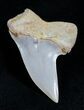 Mako Shark Tooth Fossil (Sharktooth Hill) #2102-1